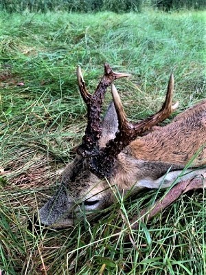 Medal Roebuck Capreolus Club Syndicate 